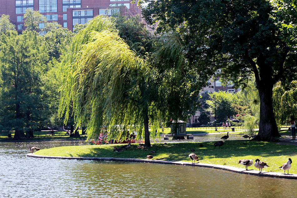 boston park swans