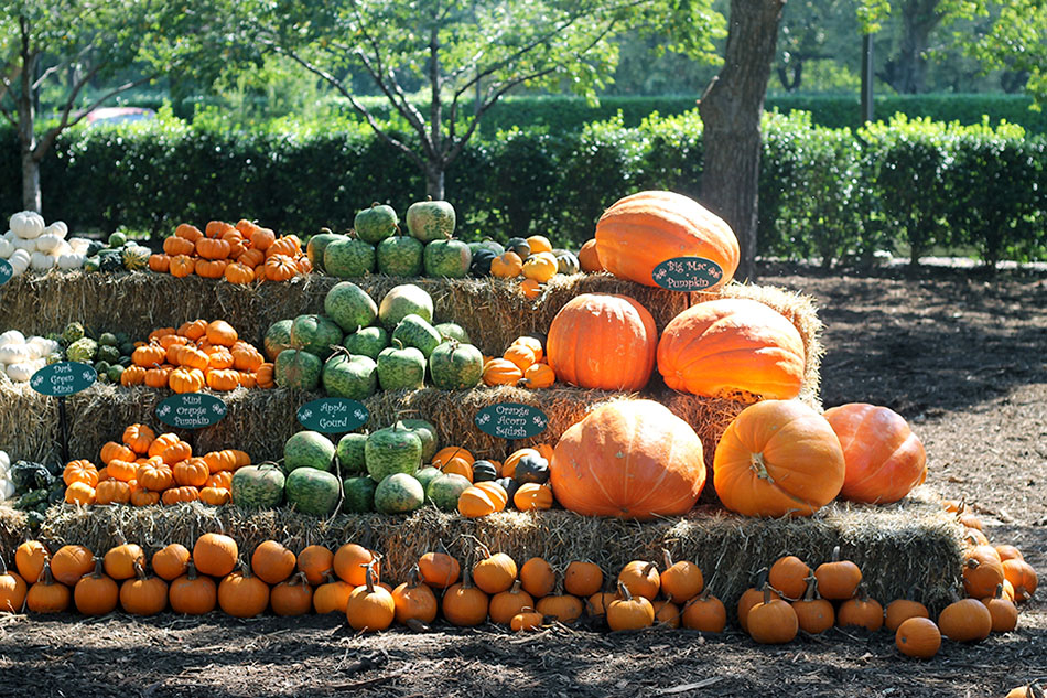 pumpkin-patch-in-dallas