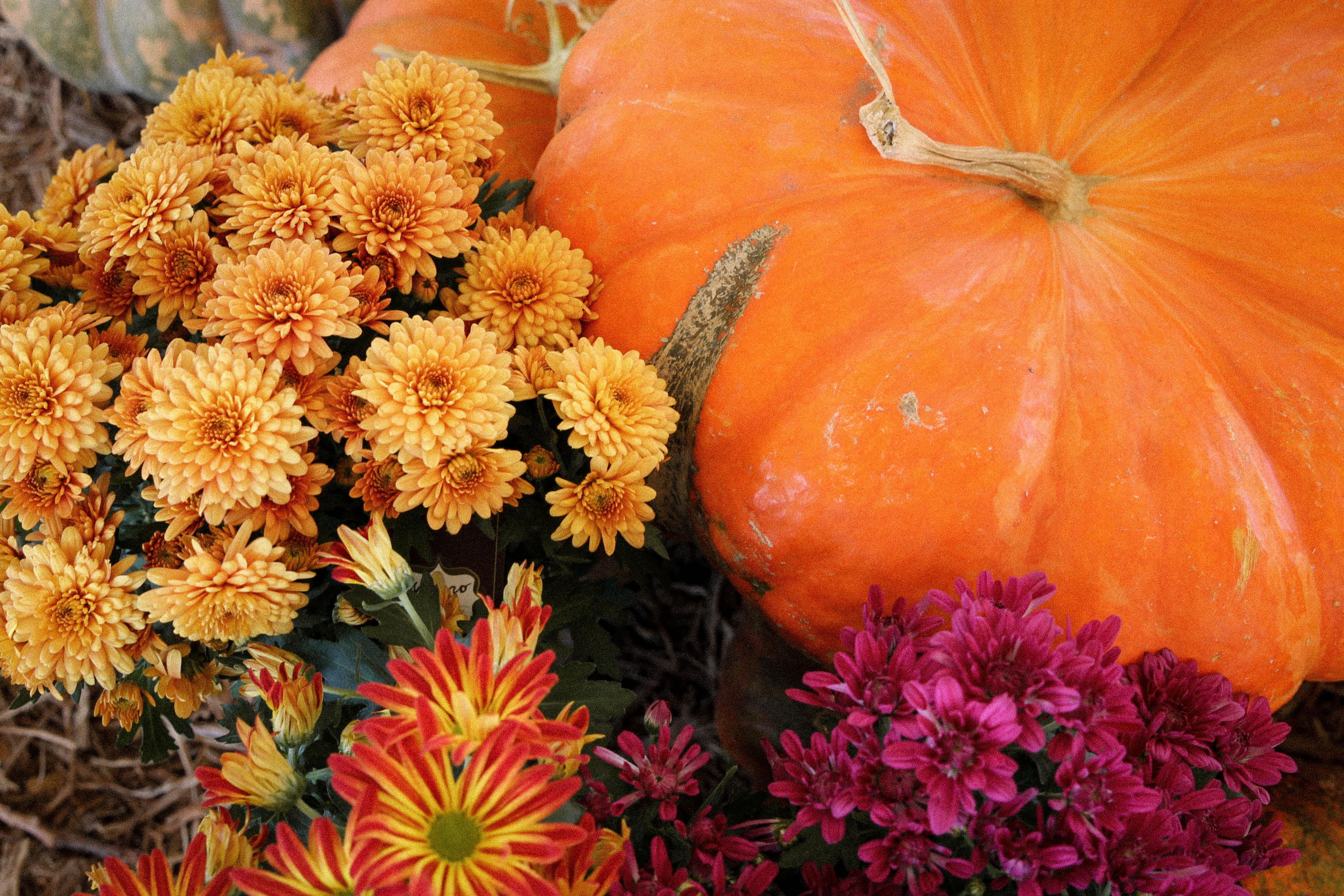 5 Ways to Bring Autumn Inspiration into Your Home | The Coastal Confidence by Aubrey Yandow