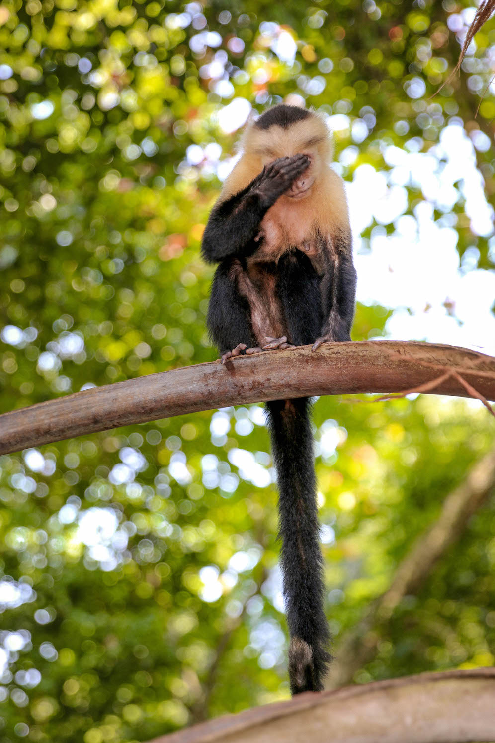 Costa Rica Wildlife at Manuel Antonio National Park | The Coastal Confidence Aubrey Yandow-5469