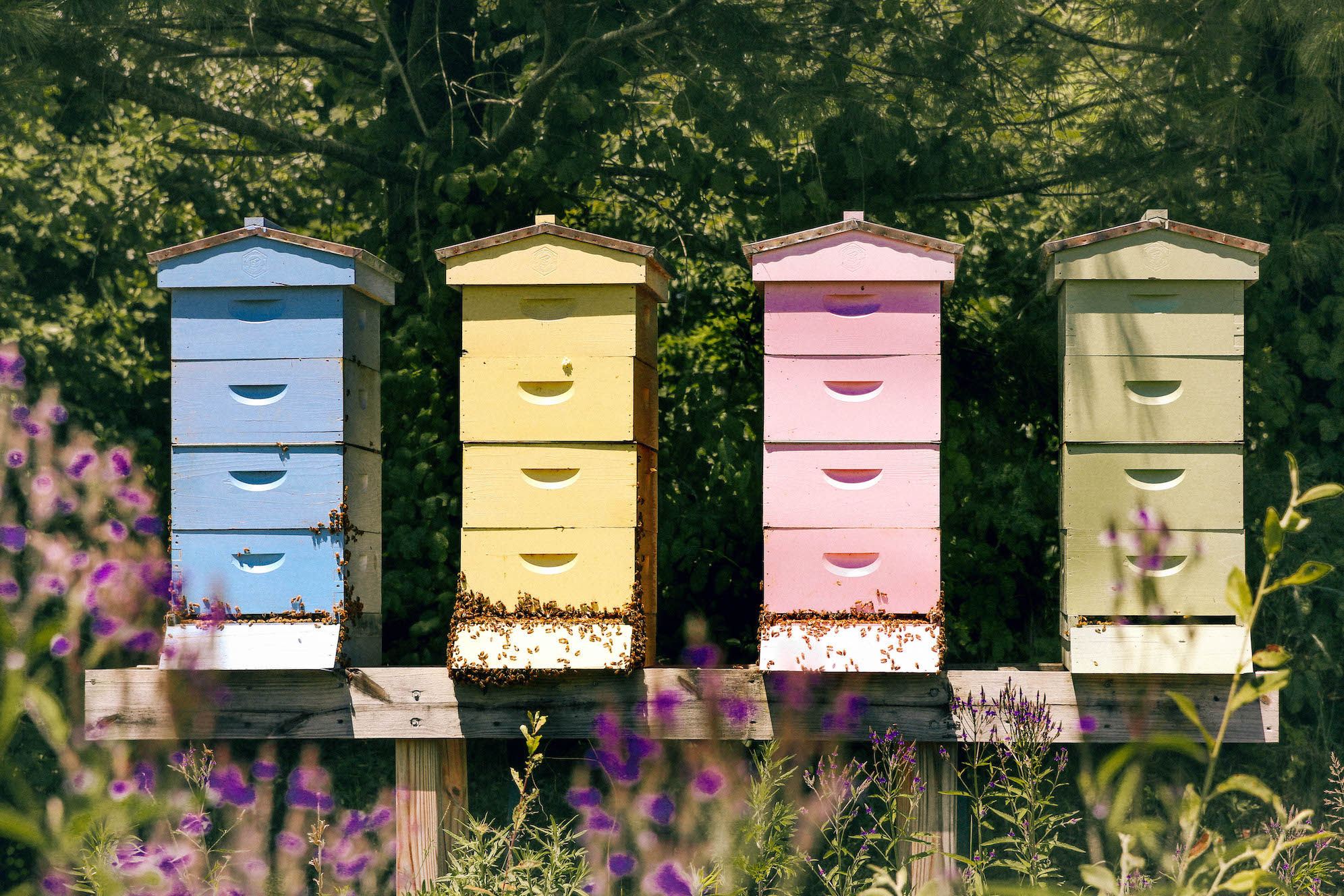 stylish bee hives for flower fields the coastal confidence aubrey yandow