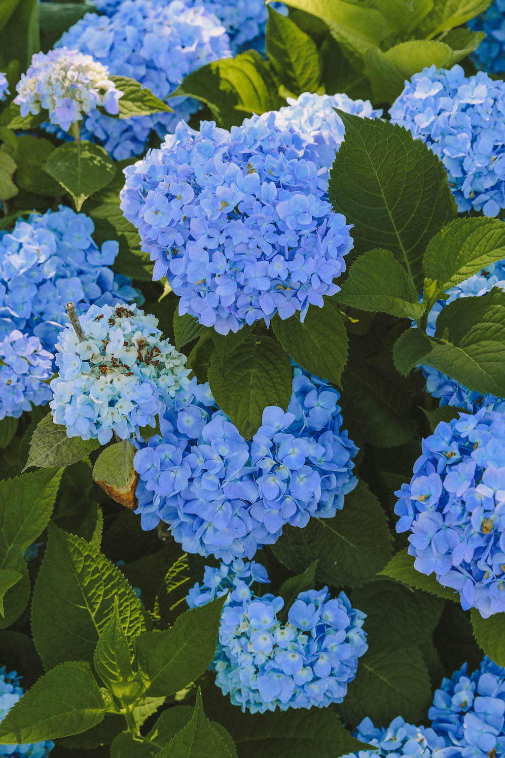 Blue Hydrangeas in New England The Coastal Confidence Aubrey Yandow