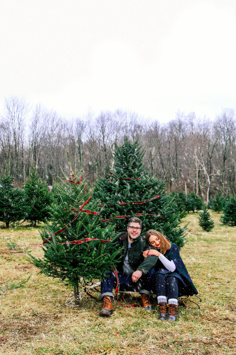 Christmas tree farms in New England the coastal confidence aubrey yandow