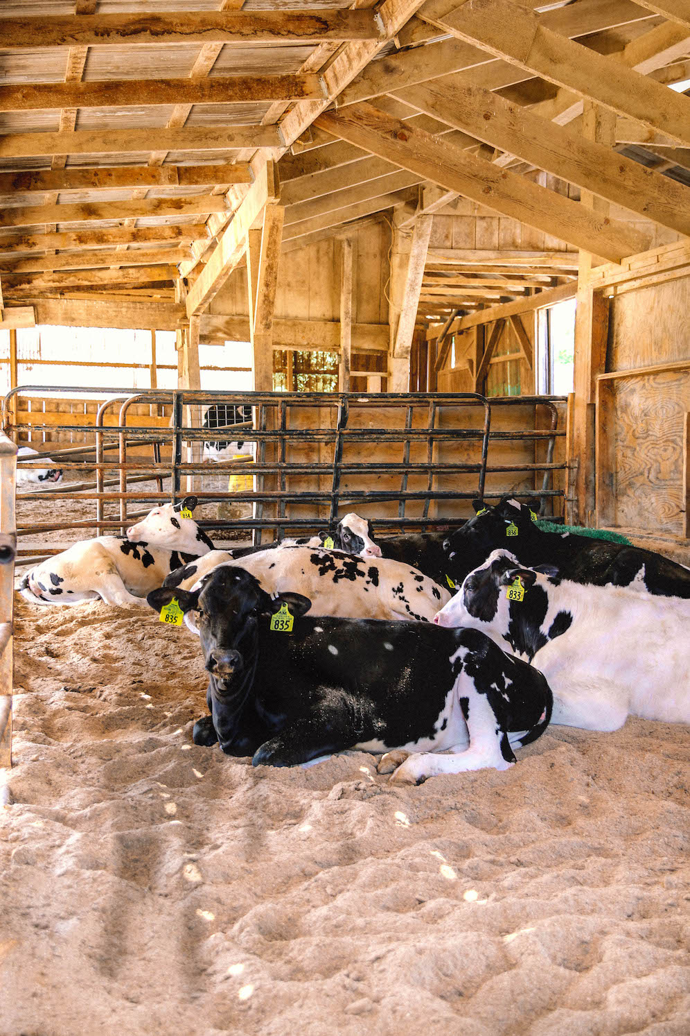 New England Dairy Farms Worth Visiting The Coastal Confidence Aubrey Yandow