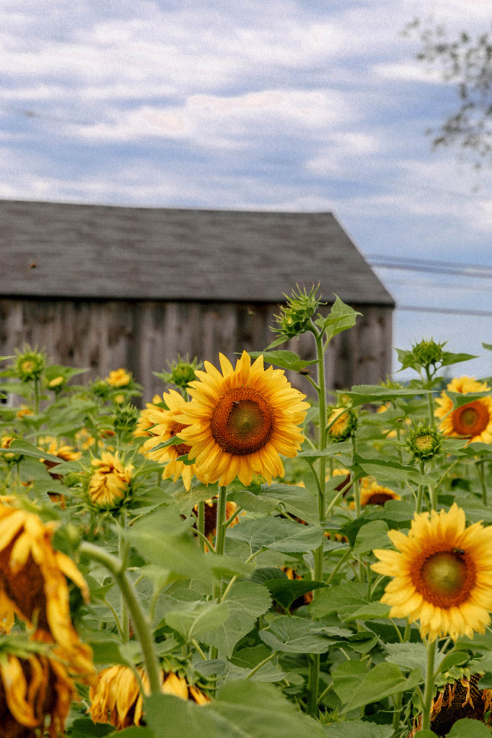 Buttonwood Farm Sunflowers The Coastal Confidence Aubrey Yandow