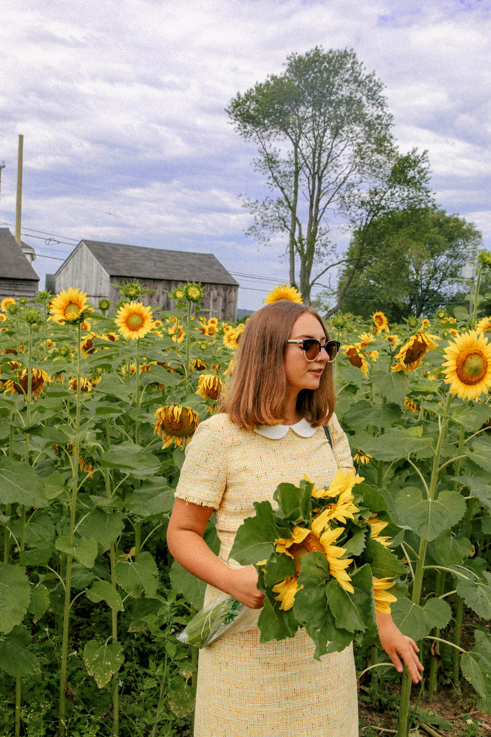 Sunflowers For A Wish The Coastal Confidence Aubrey Yandow