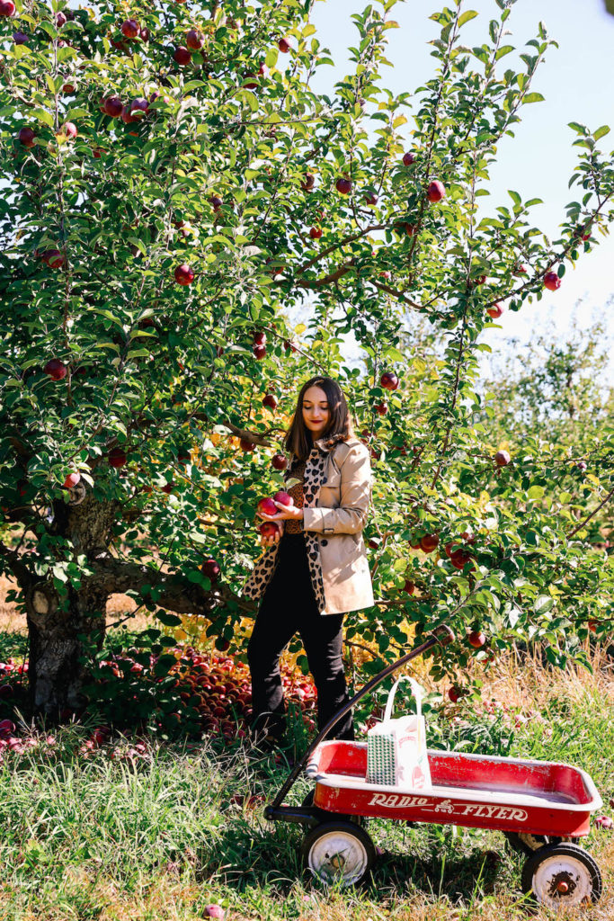 Apple Orchards To Visit During New England Fall | The Coastal Confidence Aubrey Yandow