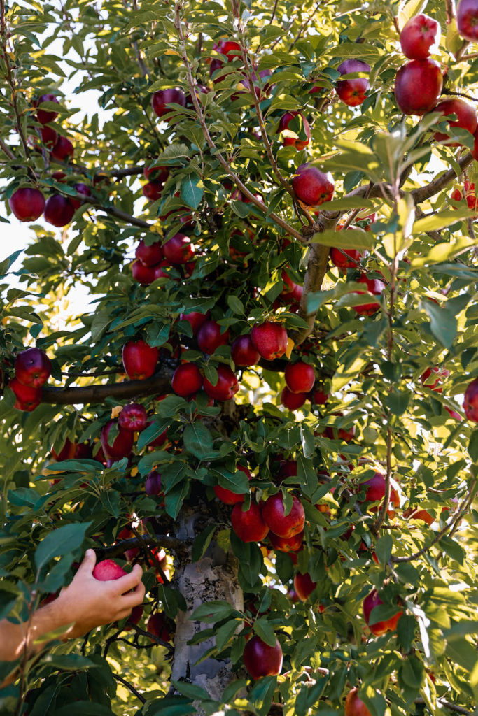Mack's Apples Londonderry N.H | Aubrey Yandow
